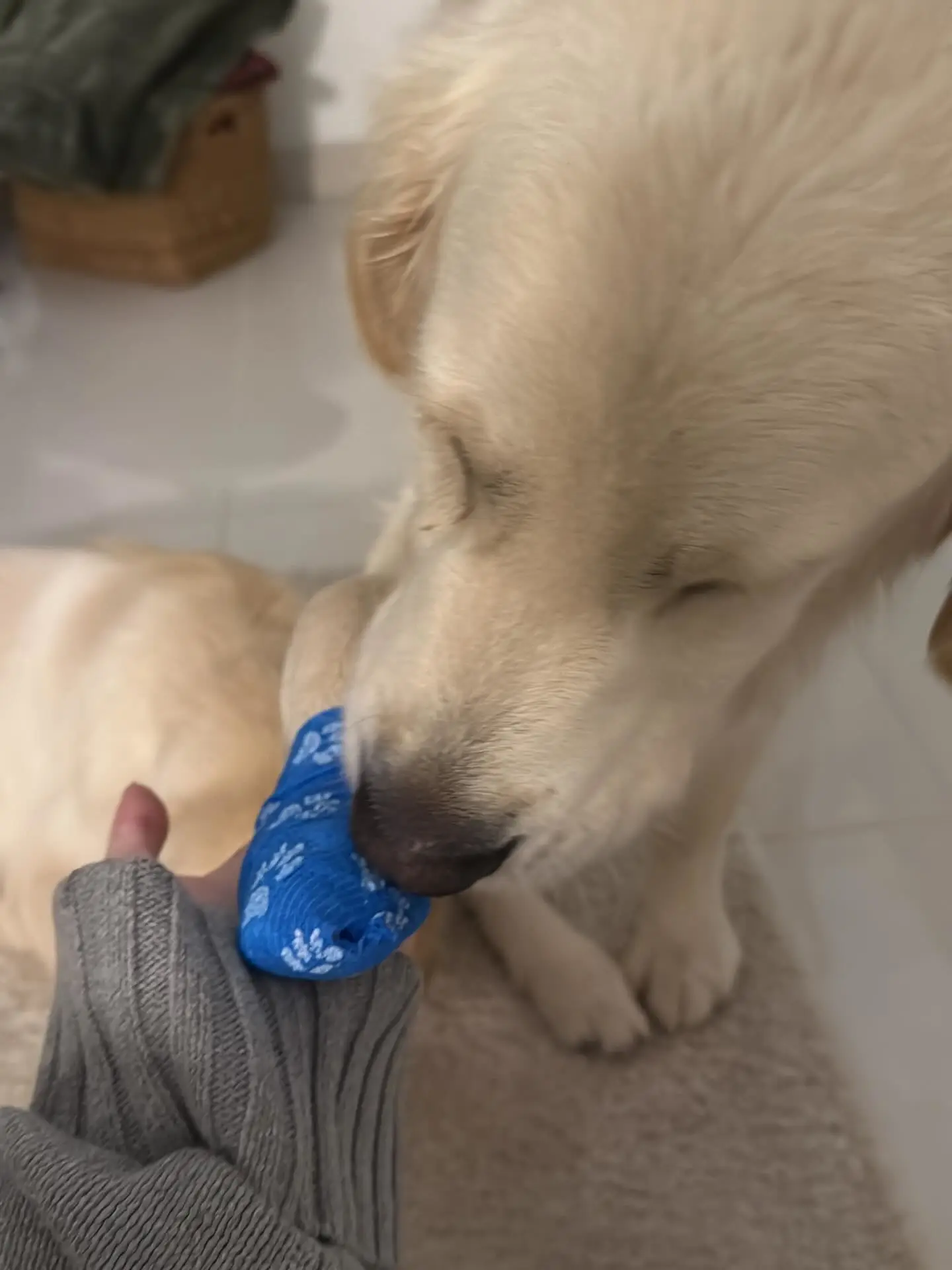 AG百家乐-内维斯女友社媒晒宠物狗照：一年前我们收养你无比正确